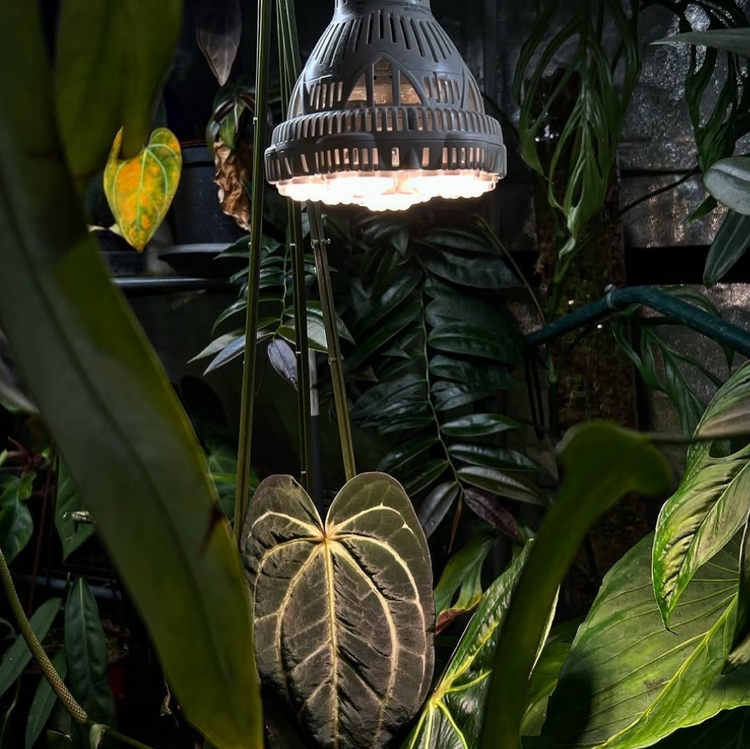 Grow Lightbulbs