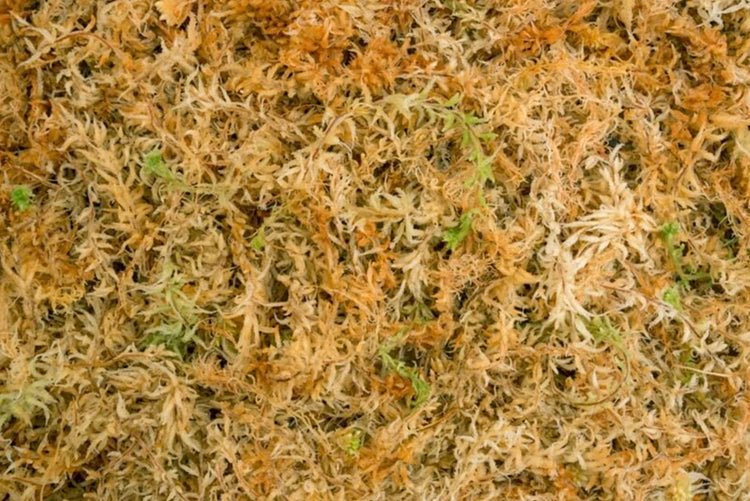 Sphagnum Moss 150g