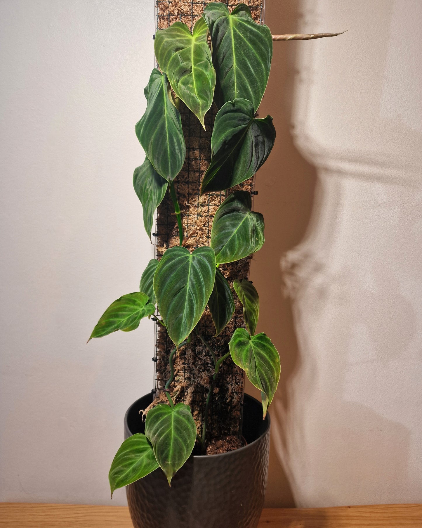 Vertical Plant Support Pole - Moss Pole